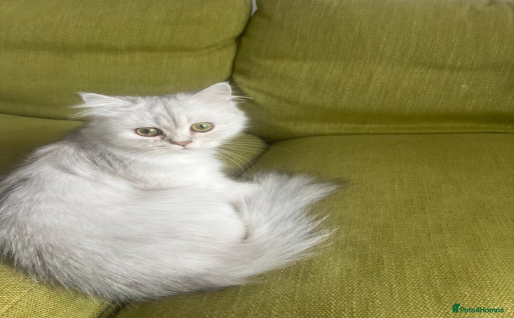 Persian cats - Advert 1