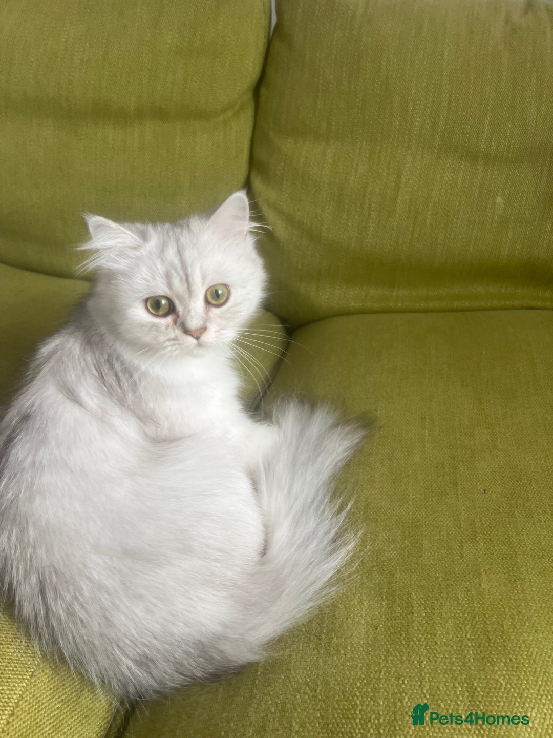 Persian cats for sale: PERSIAN CHINCHILLA - Image 1