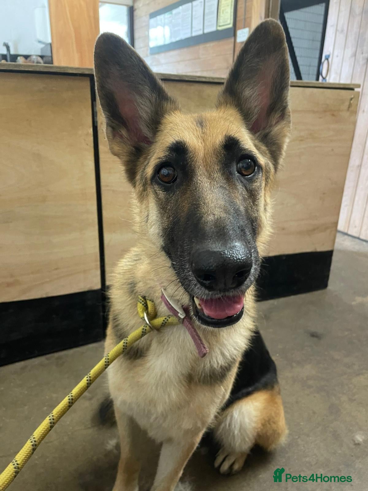 German Shepherd dogs Female German Shepherd  - Advert 1