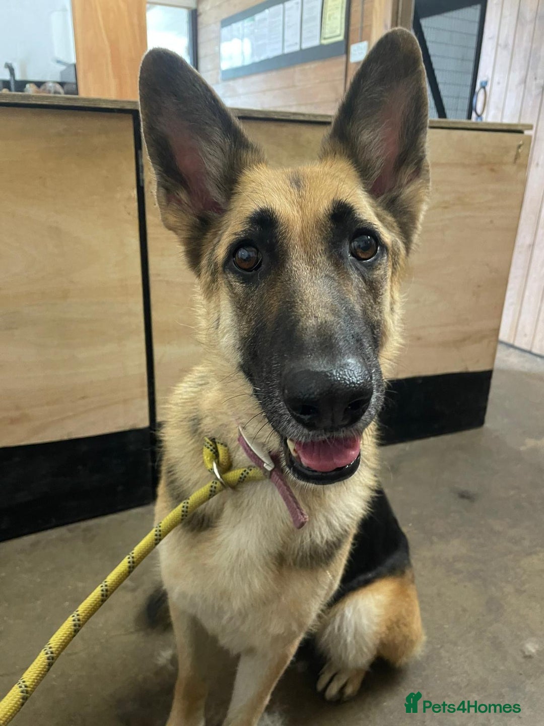 German Shepherd dogs for sale: Female German Shepherd  - Advert 1