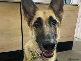 German Shepherd dogs Female German Shepherd - Advert 15