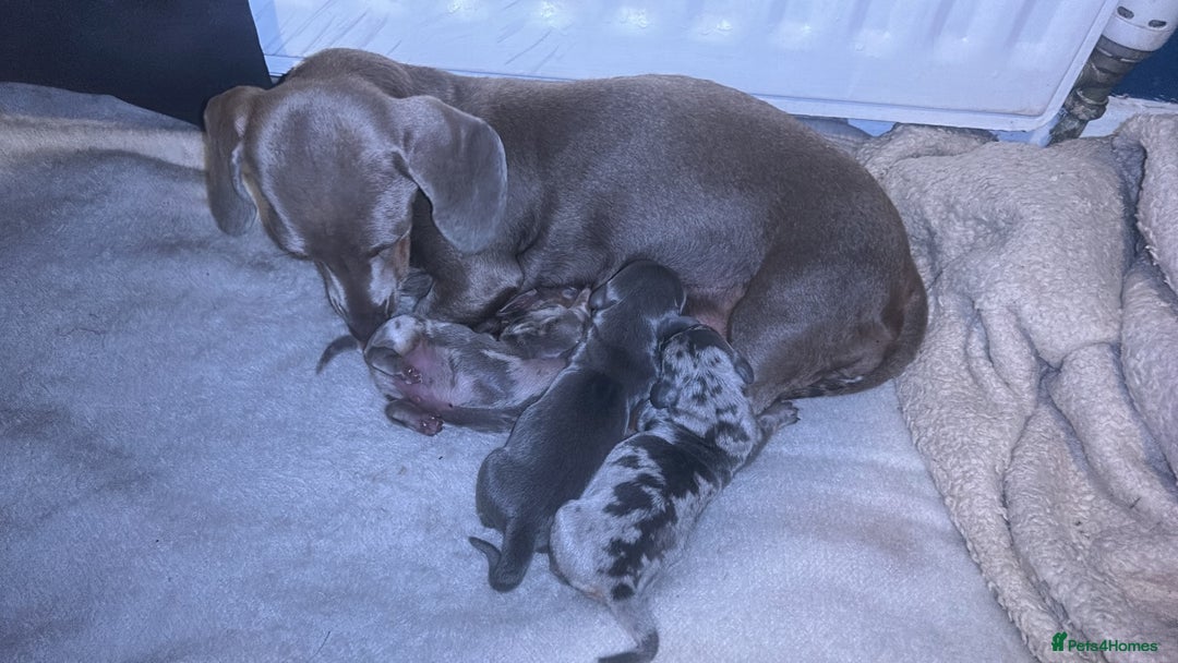 Dachshund dogs for sale: KC miniature dachshunds  in Middlesbrough - Image 5