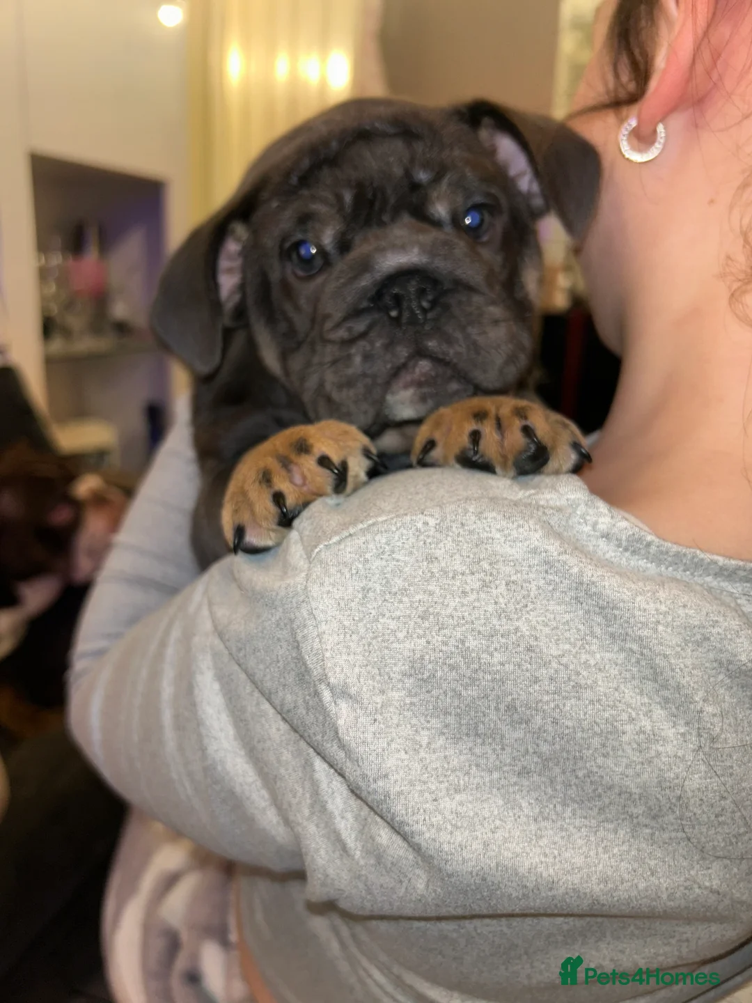 English Bulldog dogs for sale: KOBE X DARLA 5x SMALL COMPACT UNREAL🔥 - Advert 23