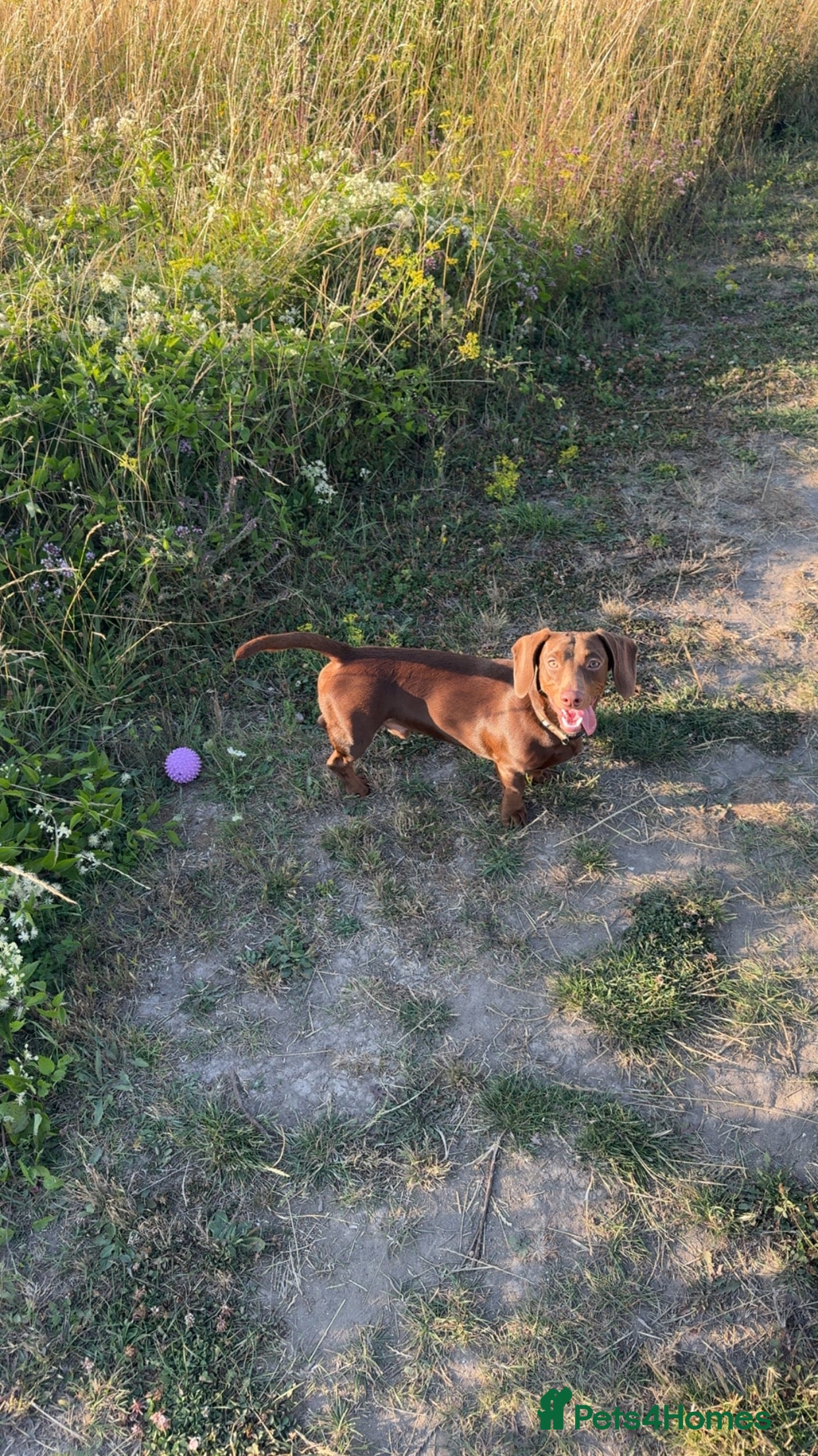 Dachshund dogs Dachshund stud - Advert 4