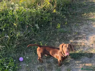 Dachshund dogs Dachshund stud - Advert 4