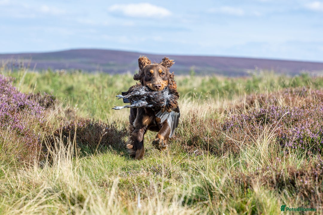 Cocker Spaniel dogs for stud: Working Chocolate & Tan Stud in Bedale - Image 9