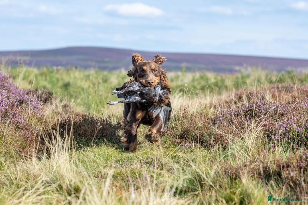 Cocker Spaniel dogs for stud: Working Chocolate & Tan Stud in Bedale - Advert 9