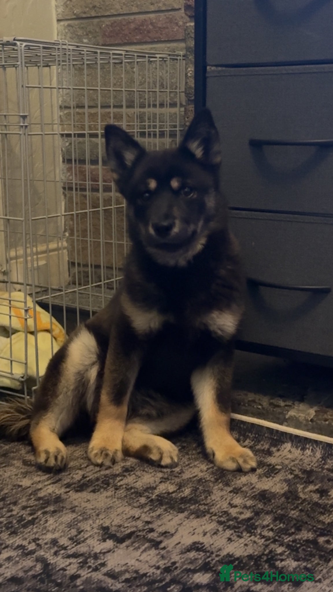 Mixed Breed dogs Beautiful Black & Tan Chowski - Advert 1