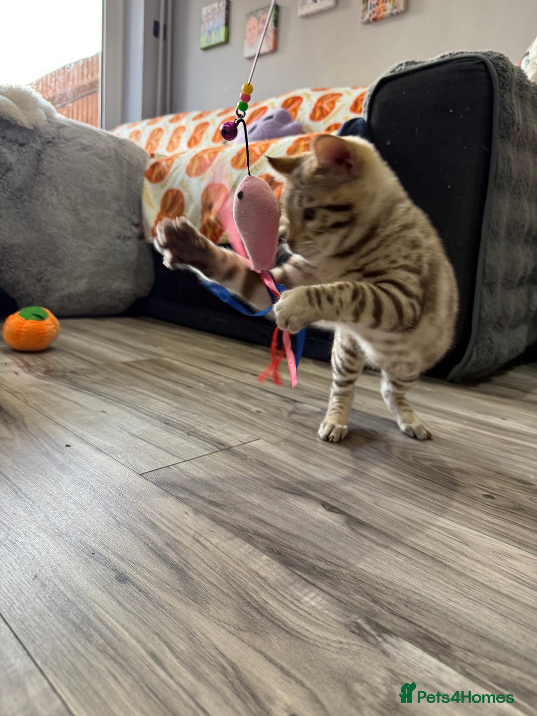 Bengal cats for sale: Stunning TICA 5 Generation Pedigree Kittens - Image 12