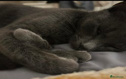 British Shorthair cats for sale: 3 beautiful kittens - Advert 4