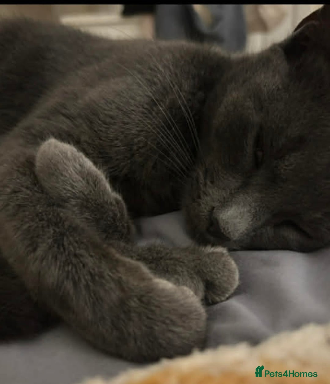 British Shorthair cats for sale: 3 beautiful kittens - Advert 4