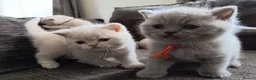 British Shorthair cats for sale: GCCF registered cream and lilac BSH - Advert 7