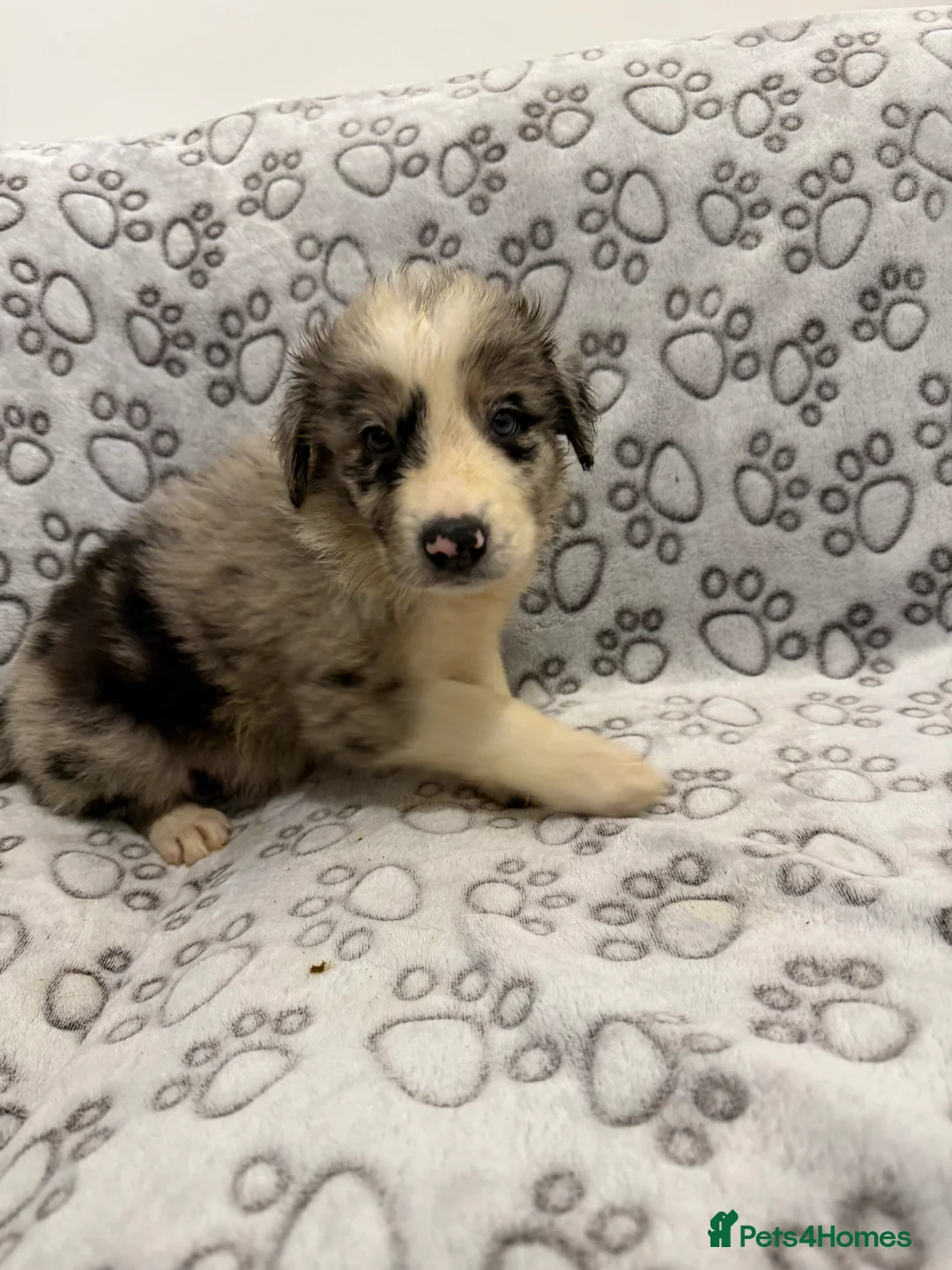 Border Collie dogs for sale: Health Tested parents, KC Reg, BAER tested pups - Advert 19