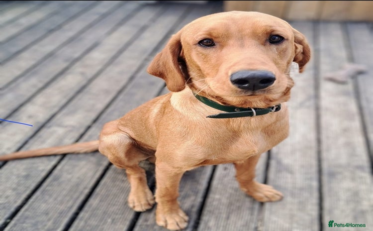 Labrador Retriever dogs - Advert 3