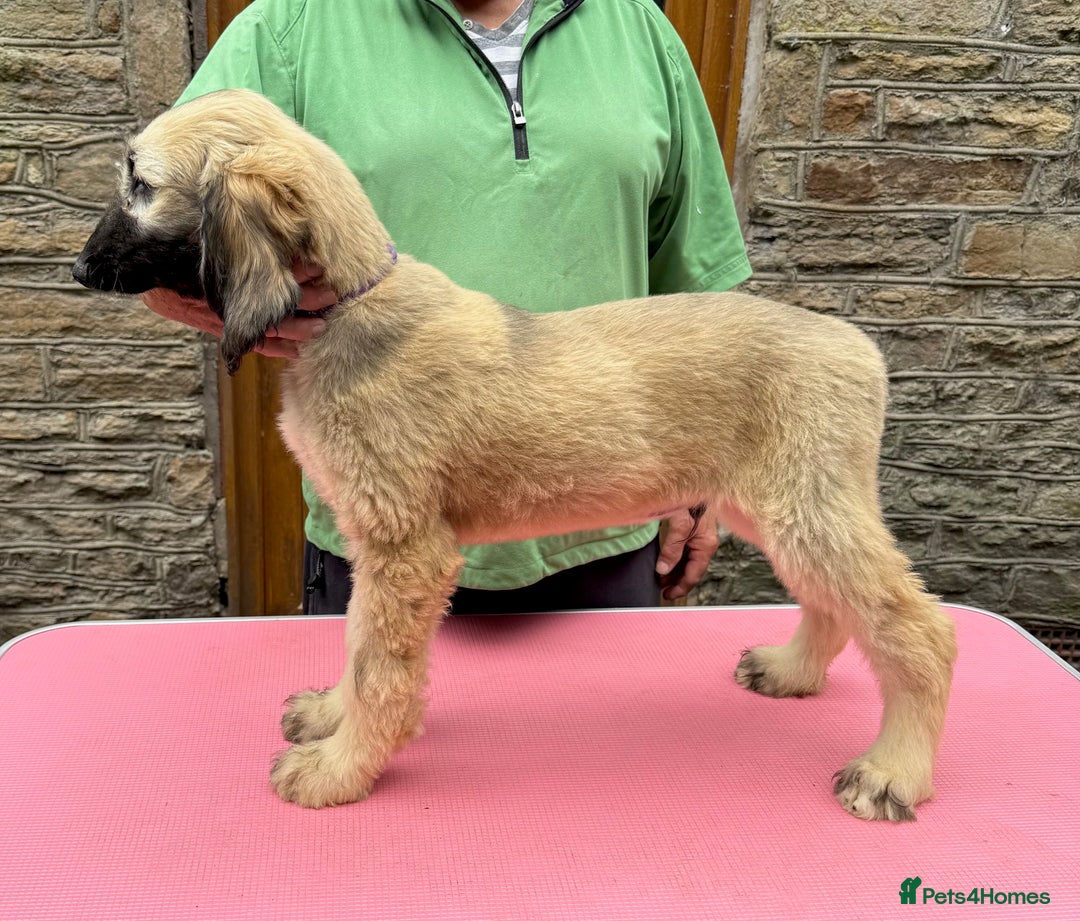 Afghan Hound dogs for sale: Afghan Hound Litter  - Image 17