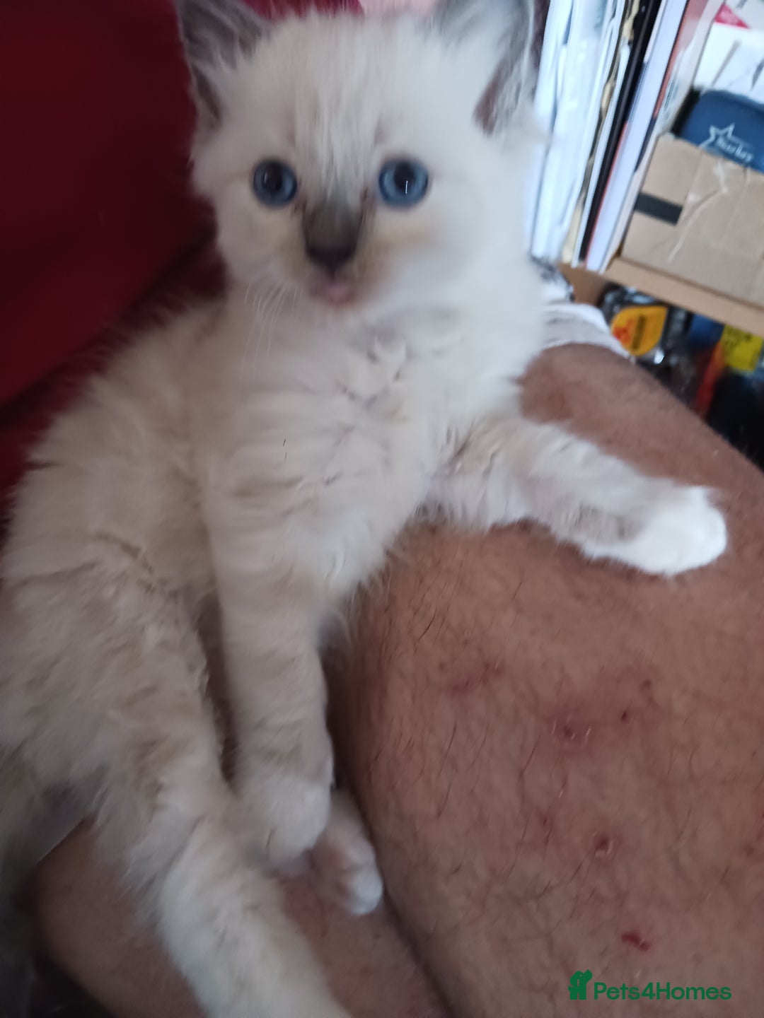 Ragdoll cats for sale: CUTE RAGDOLL KITTENS  - Image 16