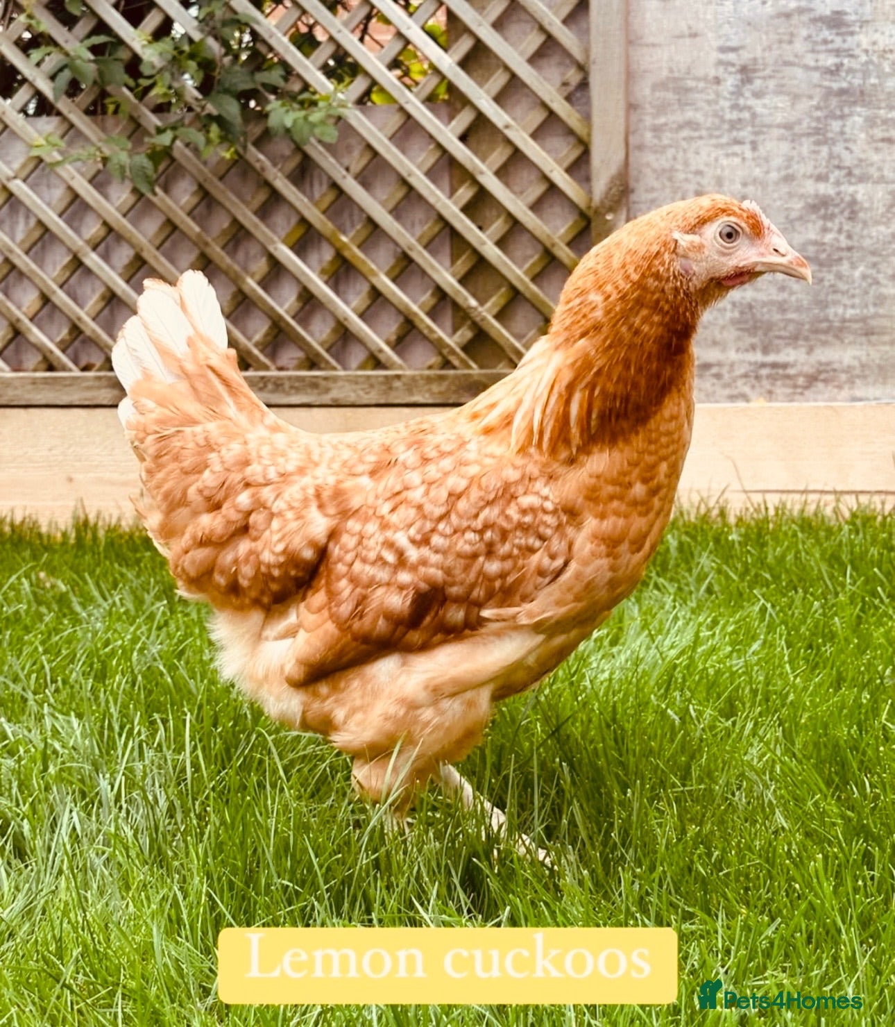 Hens poultry Hybrid laying eggs hens for sale  - Advert 7