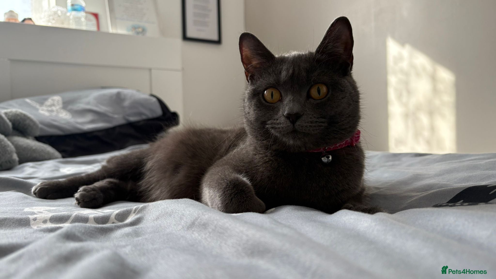British Shorthair cats British short hair  - Advert 1