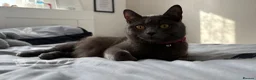 British Shorthair cats for sale: British short hair  in London - Advert 1