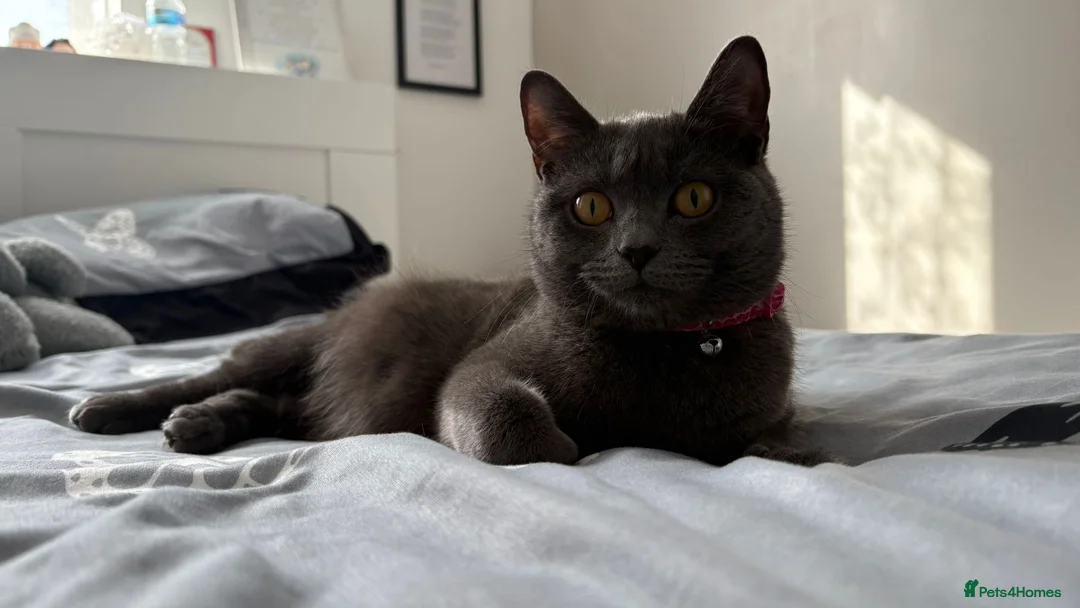 British Shorthair cats for sale: British short hair  in London - Advert 1