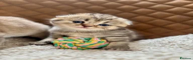 Mochi