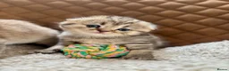 Scottish Fold cats for sale: Adorable Pedigree Scotish Fold Kittens  - Advert 7