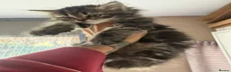 Maine Coon cats for sale: Just 1 girl now Persian cross Maine coon kittens - Advert 3