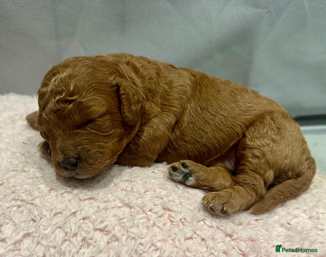 Cavapoo dogs for sale: A Premium litter of F1B Toy Cavapoo Puppies  - Advert 13