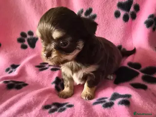 Chihuahua dogs ONE LAST GIRL READY NOW - Advert 16