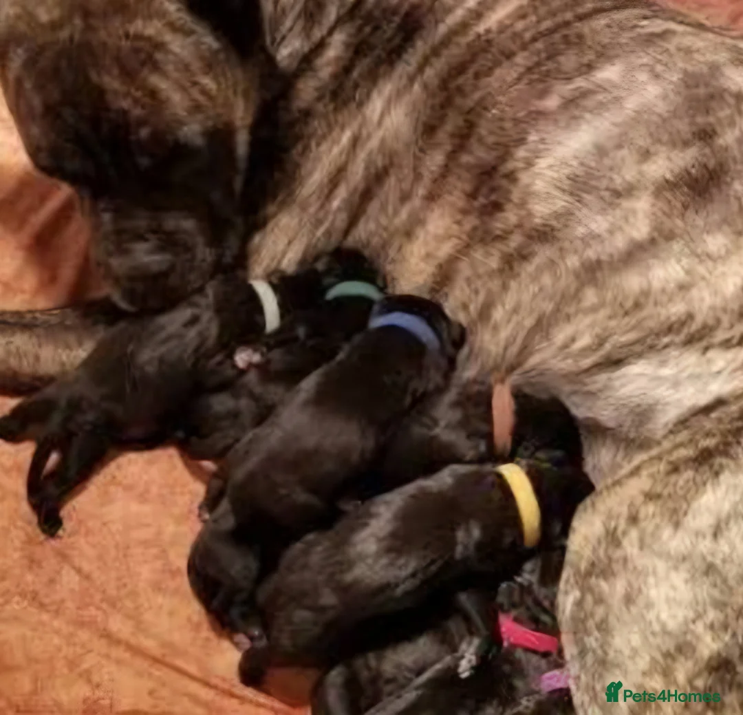 Cane Corso dogs for sale: 2 beautiful male cane corso pups  - Advert 5