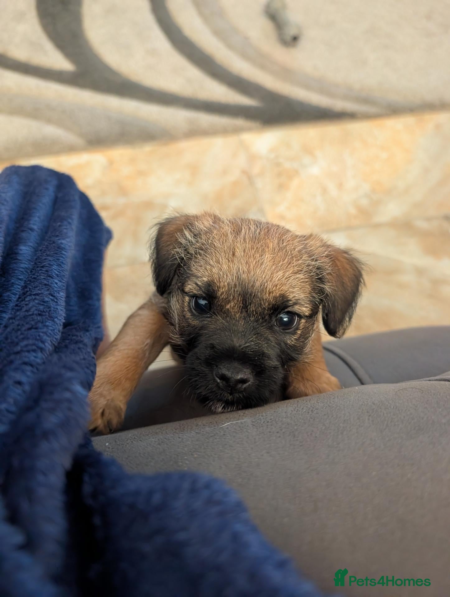 Border Terrier dogs KC border terrier puppies 2 boys - Advert 2