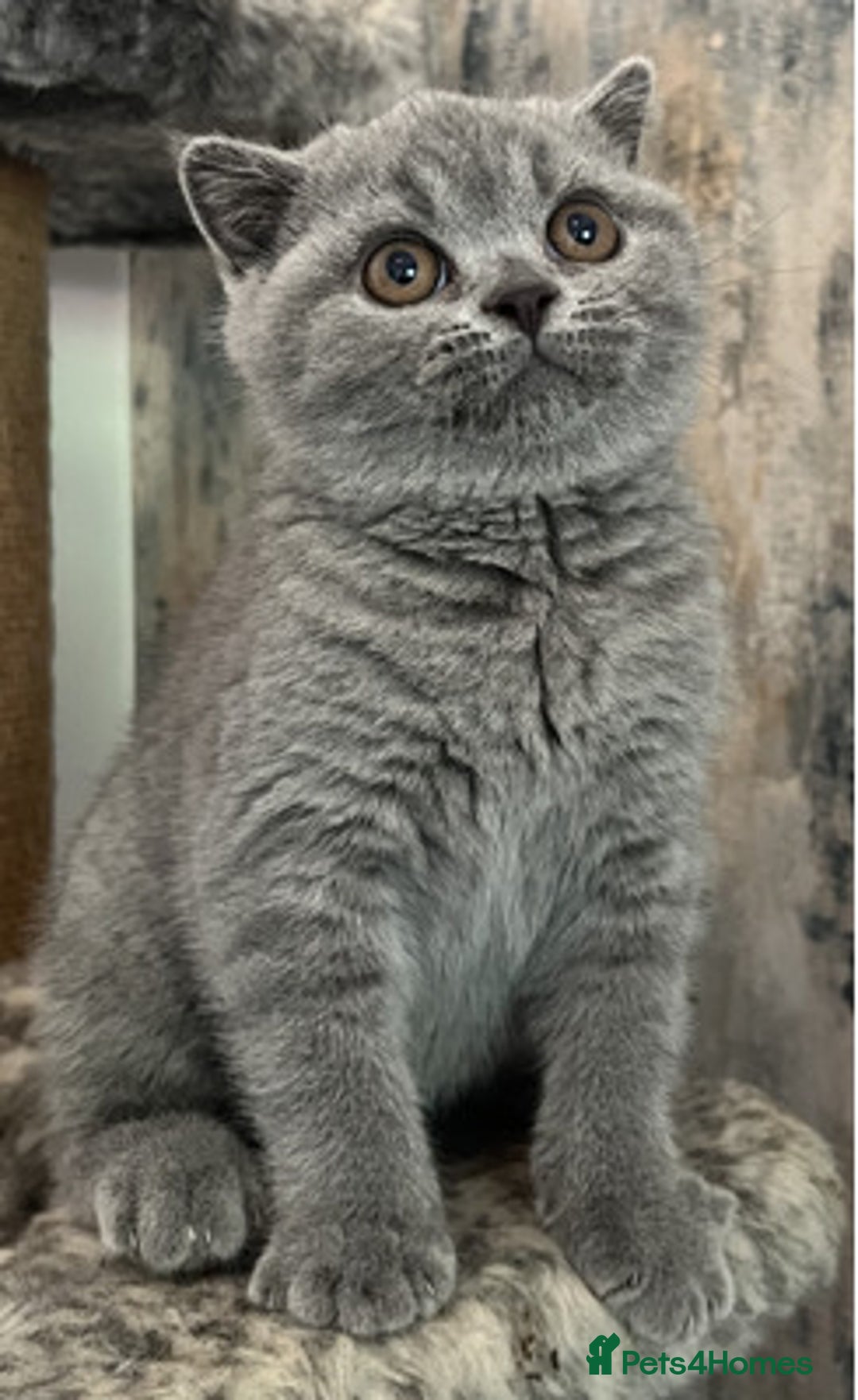 British Shorthair cats for sale: Perfect purebred British Shorthair kittens - Image 6