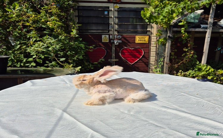 Angora rabbits - Advert 7