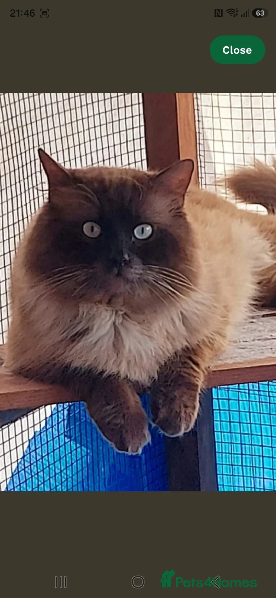 Ragdoll cats for sale: 5 ragdoll kittens available  - Advert 8