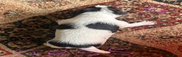 Jack Russell dogs for sale: Gorgeous Jack Russell Puppies - Advert 6