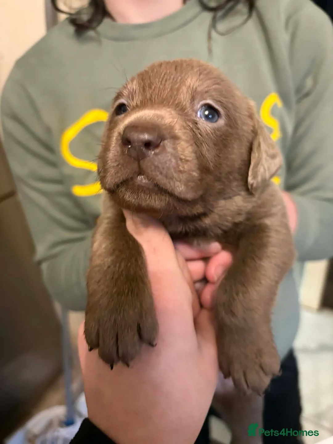 Labrador Retriever dogs for sale: Beautiful silver Labradors with piercing blue eyes - Advert 7