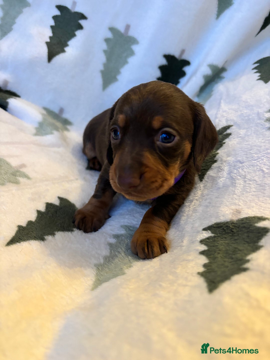 Miniature Dachshund dogs for sale: Last 2 Miniature Dachshund Pups Ready 23rd Dec! - Advert 11