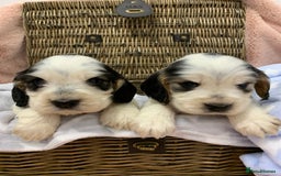 Cocker Spaniel dogs for sale: Health tested KC reg show type cocker spaniels  in Abergele - Image 6