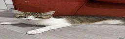 Domestic Shorthair cats for sale: 2-Year-Old Female Tabby & White Cat - Advert 1