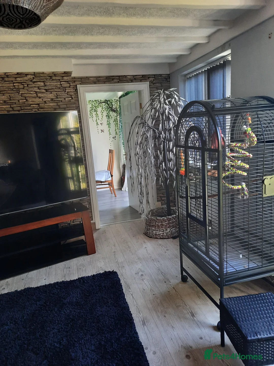 Cockatoo birds for sale: Galaha cockatoo  in Scunthorpe - Advert 5