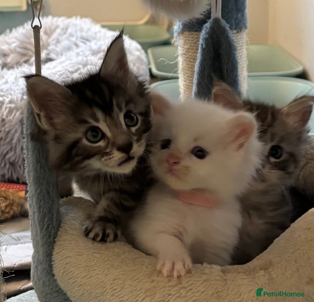 Maine Coon cats for sale: TICA & Council licensed white/black Maine Coons - Image 5