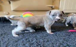 Whippet dogs for sale: Beautiful KC Whippet pups 5 boys - Image 25