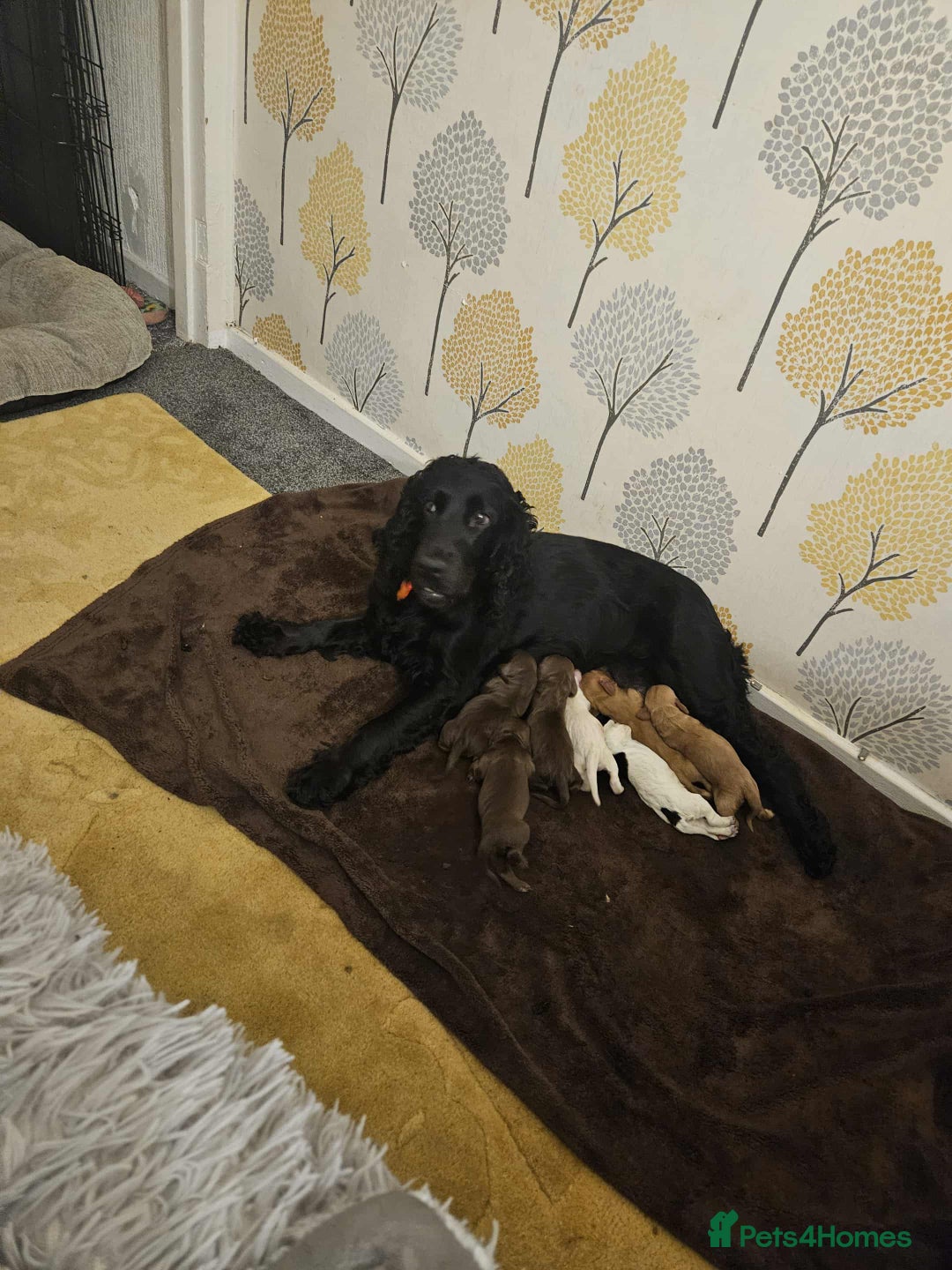 Cocker Spaniel dogs for sale: Cocker spaniel puppies - Advert 11