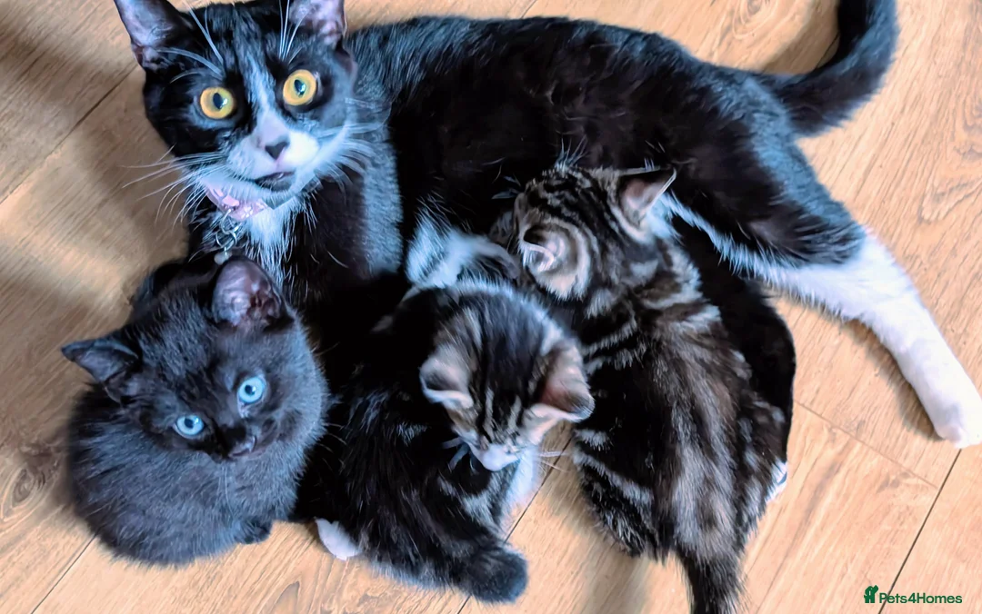Mixed Breed cats for sale: Kittens looking for a  loving home! - Advert 8