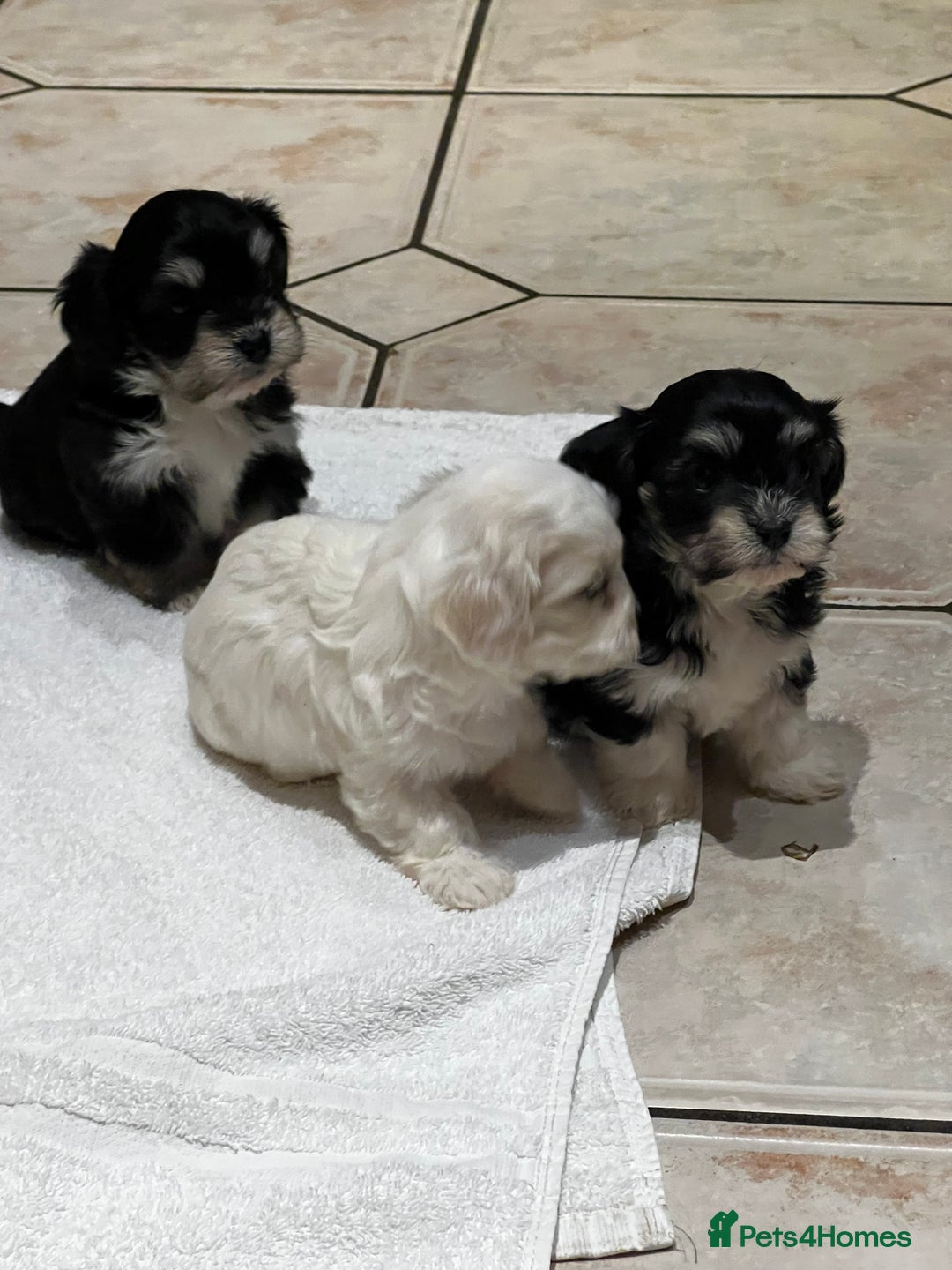 Bichon Frise dogs for sale: Bichon fries ready to go ! - Advert 3