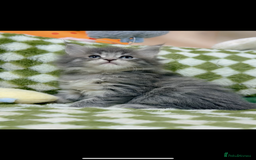 Maine Coon cats for sale: Pure Maine Coon boy 1 year with Russian blood - Image 3