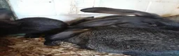 Continental Giant rabbits for sale: continental giant rabbits for sale ready go  now - Advert 7