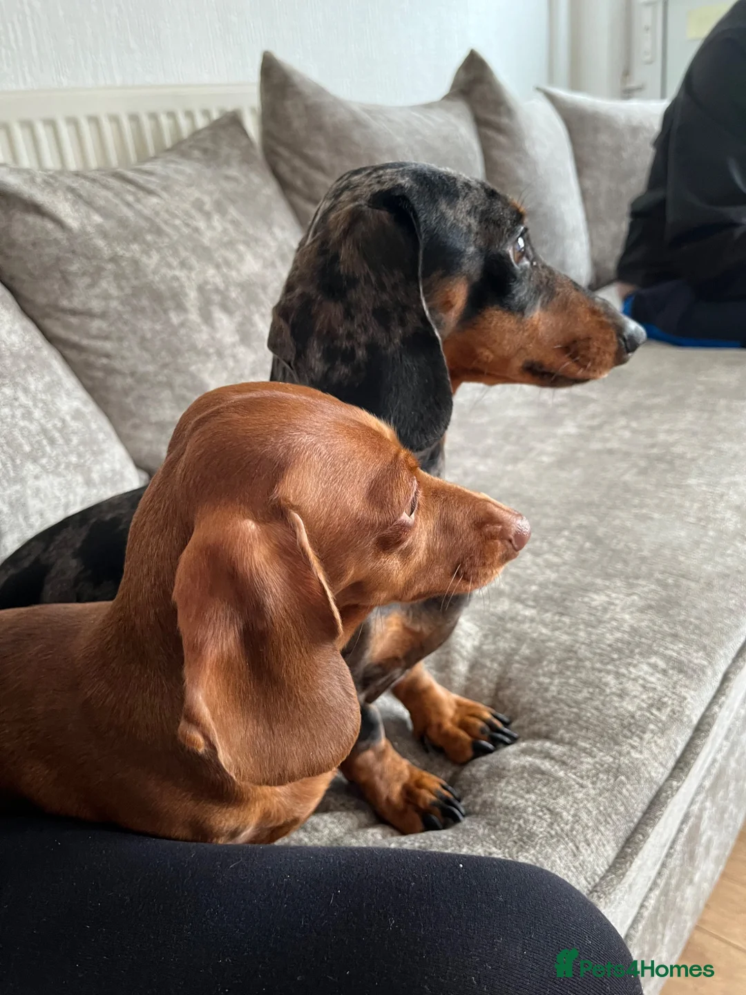 Miniature Dachshund dogs for sale: Male and female miniature dachshund  in Bedworth - Advert 15