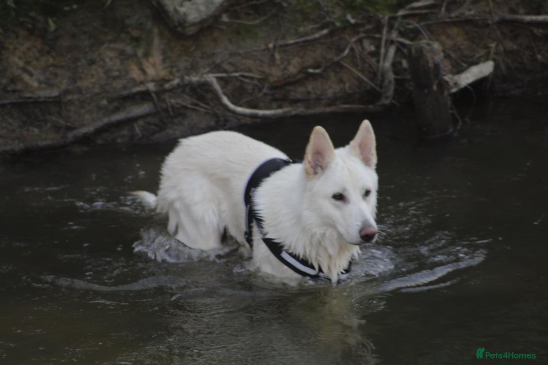 German Shepherd dogs for sale: White german sheperd  - Image 20