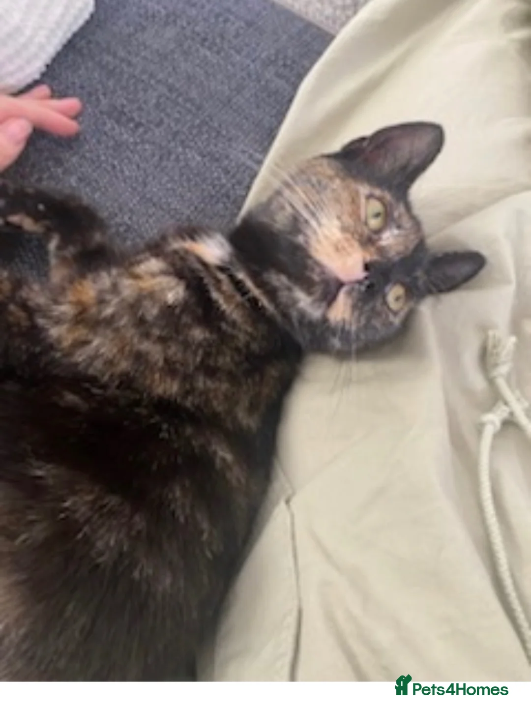 Mixed Breed cats for sale: Beautiful rescue kittens - Advert 1